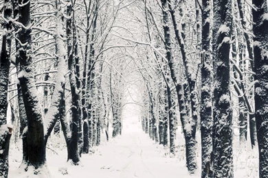 Snowy Apple Mac HD Wallpapers Winter Forest