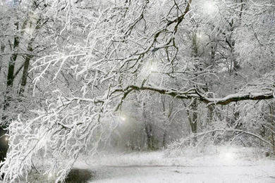 Winter Wallpapers   (