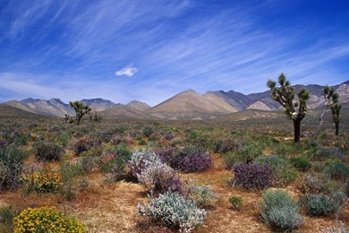 Desert Bloom, California Desert Conservation Area < Nature < Life ...