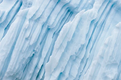 Poppies, Leopard, Background, Snow, Wallpapers, Mac (