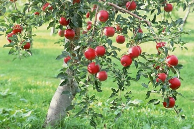 Green Apple Tree Wallpapers