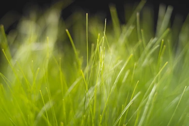 Windows Longhorn 5060 5203 Wallpapers At Stanimir Stoyanov's Blog