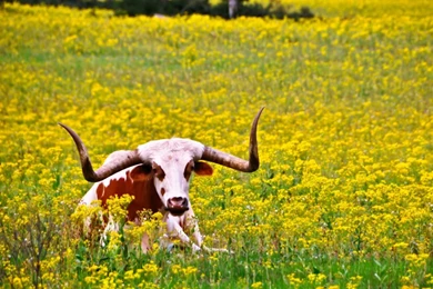 Lazy Longhorn HD Desktop Wallpapers : Widescreen : High Definition ...