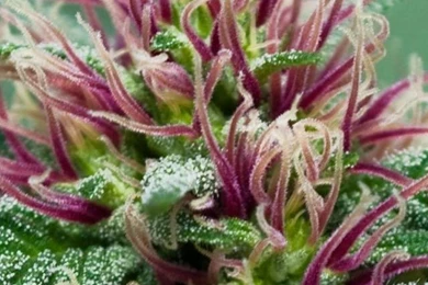 SuperHD.pics: Drugs Hemp Marijuana Plants Desktop Bakcgrounds