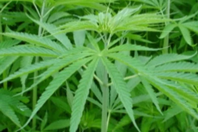 Marijuana Iphone Wallpapers   640x1136   203836