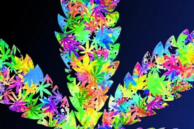 Leaf Drugs Leaves Marijuana Weeds Marihuana Wallpapers