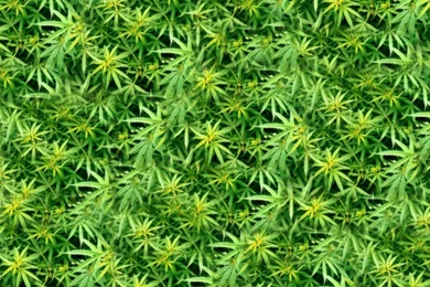 Cannabis Wallpapers   Wallpapers Cave