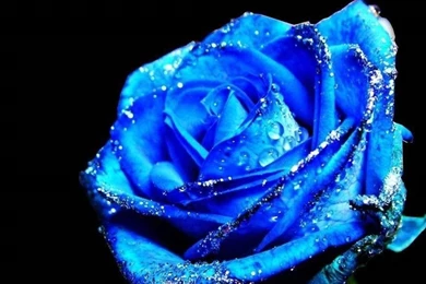 Blue, Rose, High, Definition, Widescreen, Wallpaper, Free, Images ...