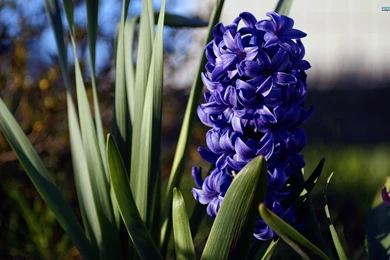 Hyacinth Wallpapers   Wallpapers Cave