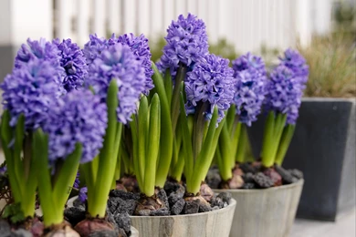 Hyacinth Flowers At Home Wallpapers And Images   Wallpapers ...