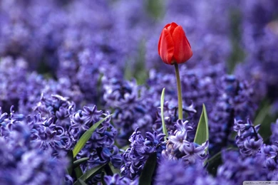 Download Grape Hyacinths Wallpapers 1920x1080