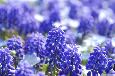 Download Grape Hyacinth Wallpapers 1920x1080
