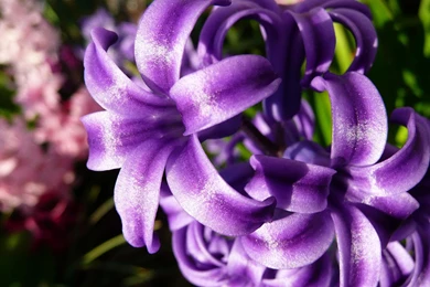 MLeWallpapers.com   Blue Hyacinth I