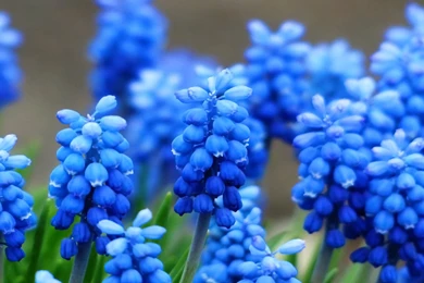 Blue Hyacinth Wallpapers
