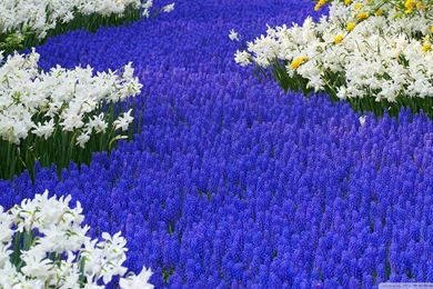 Grape Hyacinth Wallpapers