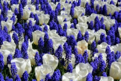 Tulips White Mouse Hyacinth Wallpapers