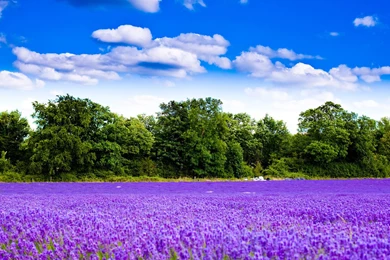 Hyacinth Fields Wallpapers, Green Backgrounds, Pictures And Images