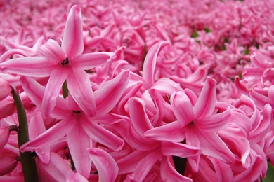 Pink Hyacinth Wallpapers