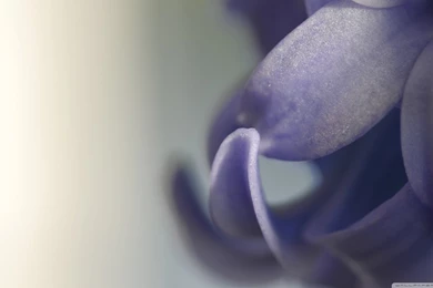 Hyacinth Macro HD Desktop Wallpapers : High Definition : Fullscreen ...