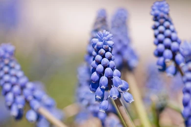 Blue Hyacinth HD Wallpapers