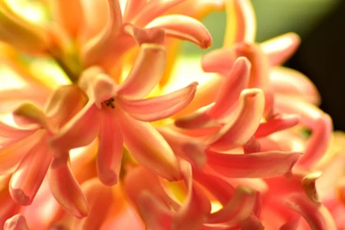 Download Wallpapers 3840x2400 Flower, Orange, Hyacinth, Nature ...