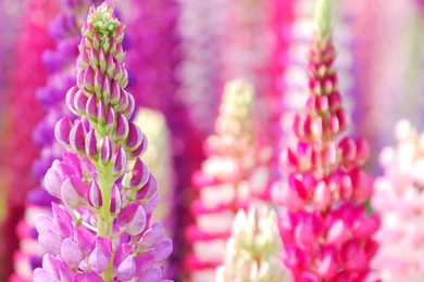 Flower Of Hyacinth Dolichos iPad Air Wallpapers Download