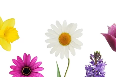 Download Wallpapers 2560x1024 Daffodil, Daisy, Hyacinth, Tulips ...