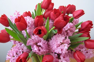 Pink Hyacinth An Red Tulips Wallpapers
