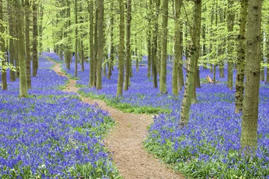 White Ferrari Wallpapers