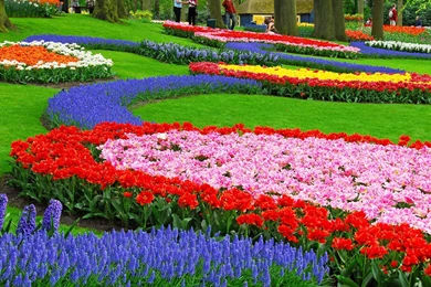 Download Wallpapers 2048x1152 Tulips, Hyacinth, Muscari, Flowerbed ...