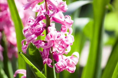 Hyacinth, Bloom, Leaves, Macro, Beauty, Nature, Hd Wallpapers