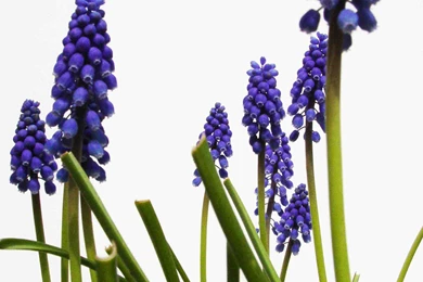 Desktop Wallpapers Hyacinth