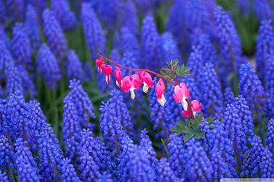 Download Hyacinth And Bleeding Heart Flowers Wallpapers ...