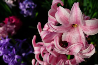 MLeWallpapers.com   Pink Hyacinth