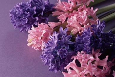 Hyacinth Flowers In Pink And Purple Colors 14   Wallcoo.net