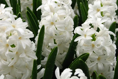 Flowers White Hyacinths Wallpapers And Images   Wallpapers ...