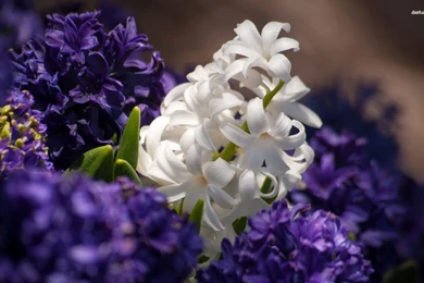 Hyacinth Wallpapers   Flower Wallpapers