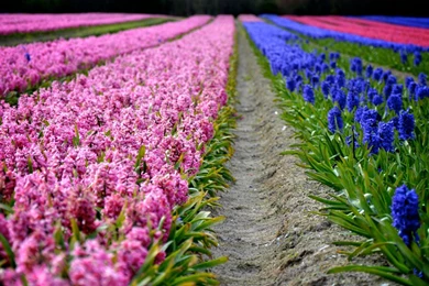 Wallpaper: Hyacinth, Foliage, Flowers, Field, Colorful, Nature ...