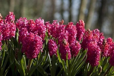 Hyacinth Wallpapers >> Backgrounds With Quality HD