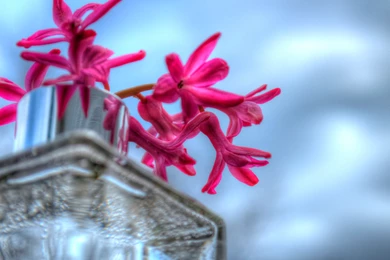 Pink Hyacinth In Vase Widescreen Wallpapers