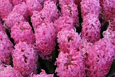 Flowers: Hyacinth Spring Pink Garden Flower Wallpapers Gallery For ...