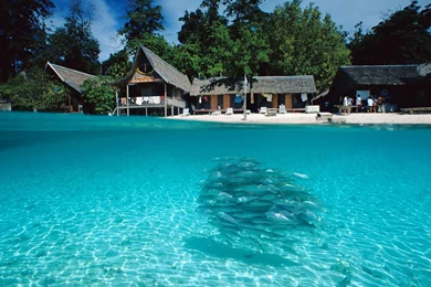 Nice Beach With Fish Hd Wallpapers