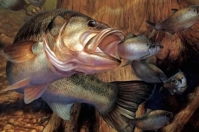 Fishing Wallpapers [3]   (