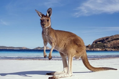 1440x900 Kangaroo On BEach Wallpapers