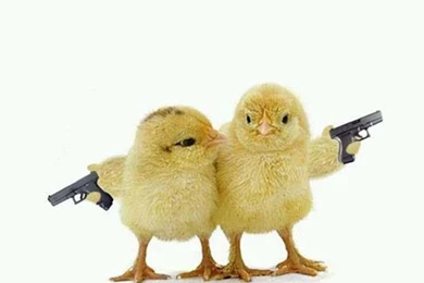 Funny Animal Wallpapers