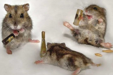 Funny 3d Animals Images Wallpapers Funny 3d Animals Wallpapers 07 ...