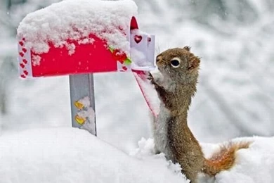 Cool Animals Pictures: Funny Animals Wallpapers