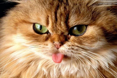 Wallpapers, Funny, Animal, Animals, Slides, Best (