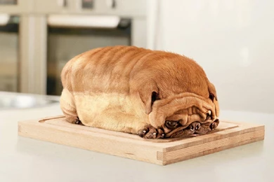 Funny Pictures Of Animals