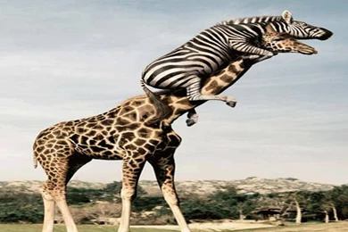 Funny Animals Pictures And Wallpapers   Core Fashion Style